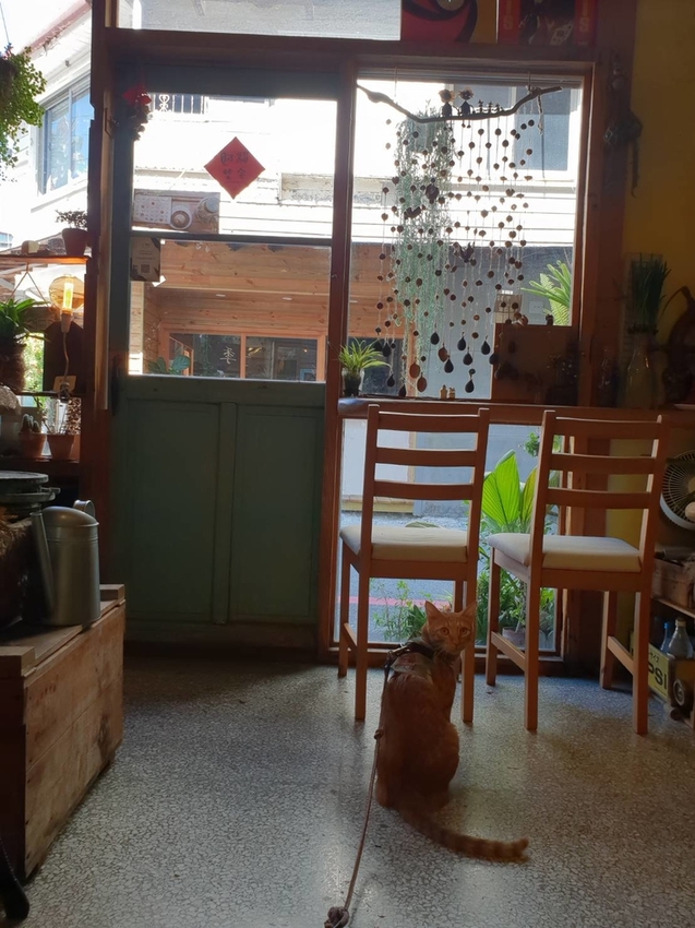 【花蓮.市區】寵物友善早午餐實季。食記。Seedson Coffee早午餐。推培茶拿鐵+蘋果鮪魚三明治+堅果沙拉