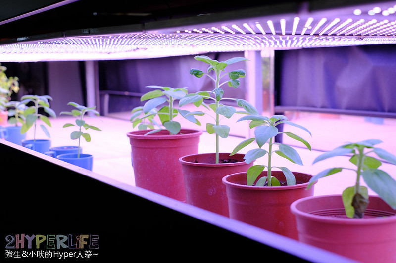 coepi,coepi咖啡廳,可艾比咖啡餐館,台中咖啡,台中咖啡廳推薦,台中大里咖啡廳推薦,台中定食,台中簡餐,台中美食,大里咖啡館,大里好吃,大里好吃簡餐,大里定食,大里簡餐推薦,大里纖維工藝博物館,大里美食推薦 @強生與小吠的Hyper人蔘~