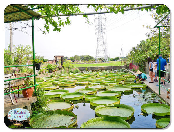 康莊農園(大王蓮)032.jpg