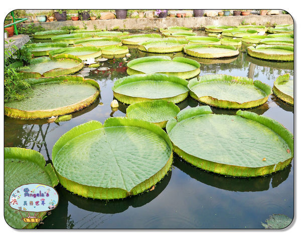 康莊農園(大王蓮)026.jpg