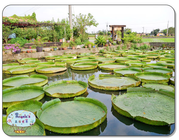 康莊農園(大王蓮)023.jpg