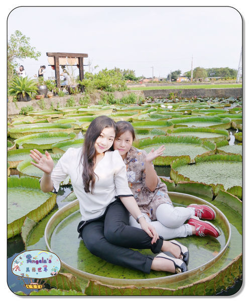 康莊農園(大王蓮)042.jpg