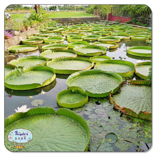 康莊農園(大王蓮)024.jpg