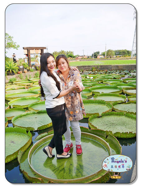 康莊農園(大王蓮)041.jpg