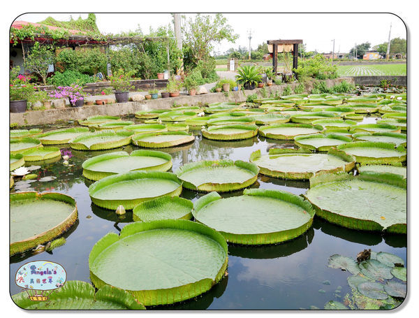 康莊農園(大王蓮)030.jpg