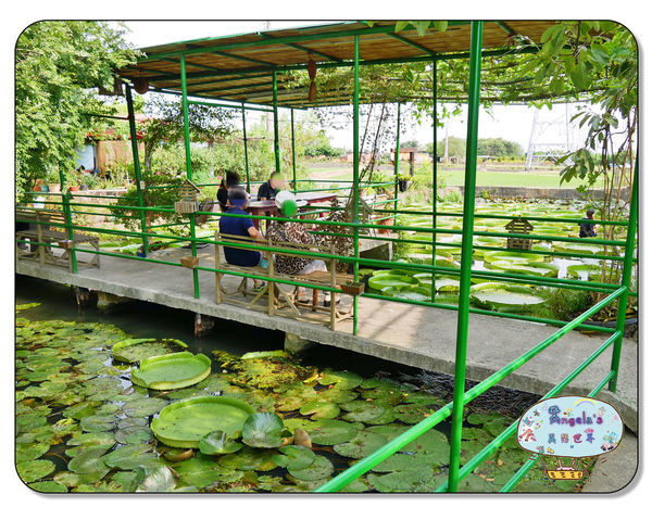 康莊農園(大王蓮)014.jpg