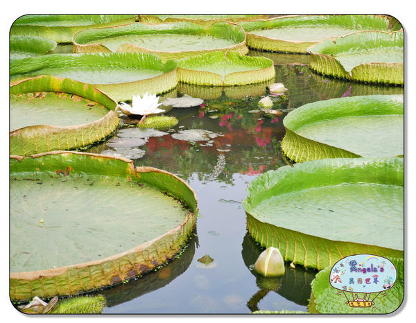 康莊農園(大王蓮)028.jpg