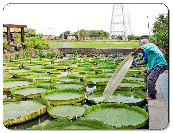 康莊農園(大王蓮)035.jpg