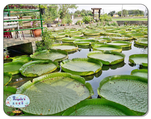 康莊農園(大王蓮)018.jpg