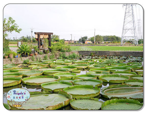 康莊農園(大王蓮)027.jpg