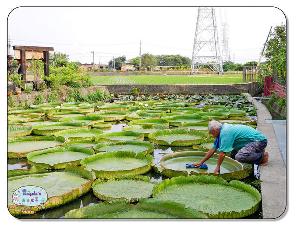 康莊農園(大王蓮)034.jpg