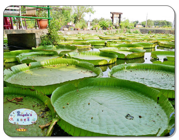 康莊農園(大王蓮)019.jpg