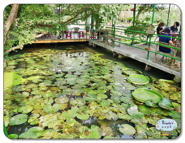 康莊農園(大王蓮)015.jpg