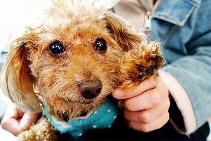 台中最狂! 霸氣螃蟹海鮮粥:秋日痛風限定,新品秋葉蟹閃亮登場!