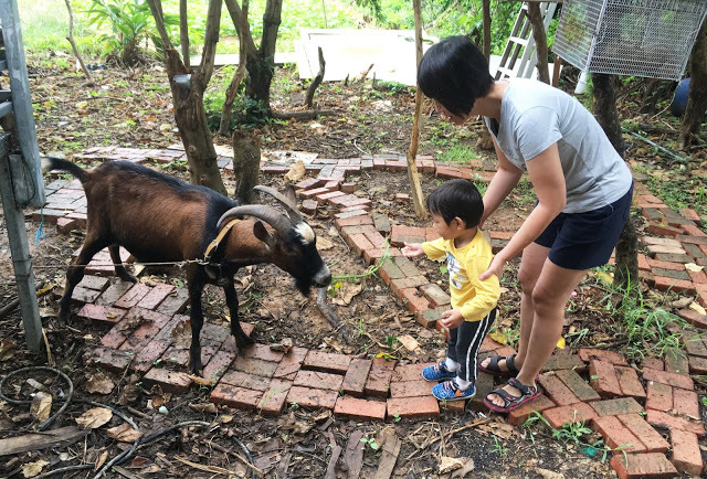 [小琉球住宿] 番仔厝民宿｜豐富人情味的小琉球包棟及套裝行程，美麗的人文風景深度之旅，感覺像是擁有在小琉球的另一個家！