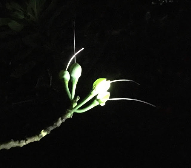 [小琉球住宿] 番仔厝民宿｜豐富人情味的小琉球包棟及套裝行程，美麗的人文風景深度之旅，感覺像是擁有在小琉球的另一個家！