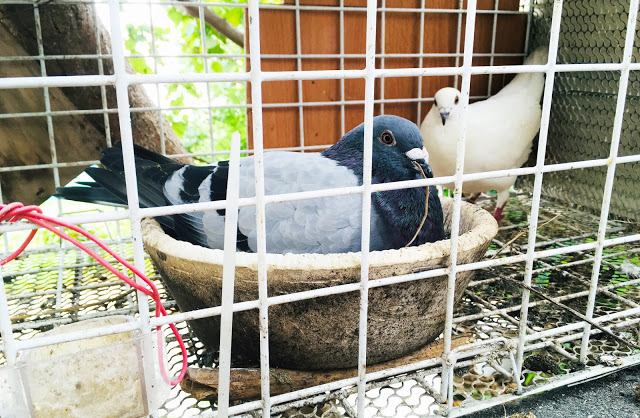 [小琉球住宿] 番仔厝民宿｜豐富人情味的小琉球包棟及套裝行程，美麗的人文風景深度之旅，感覺像是擁有在小琉球的另一個家！