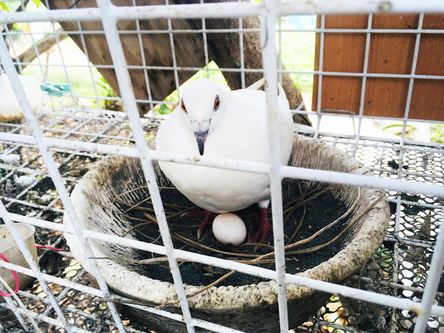 [小琉球住宿] 番仔厝民宿｜豐富人情味的小琉球包棟及套裝行程，美麗的人文風景深度之旅，感覺像是擁有在小琉球的另一個家！