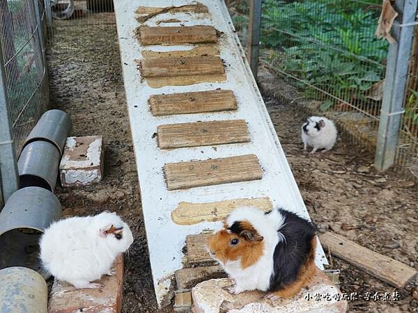 可愛天竺鼠-番仔厝民宿 (1).jpg