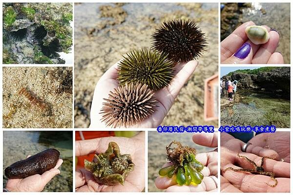 組圖-潮間帶導覽.jpg