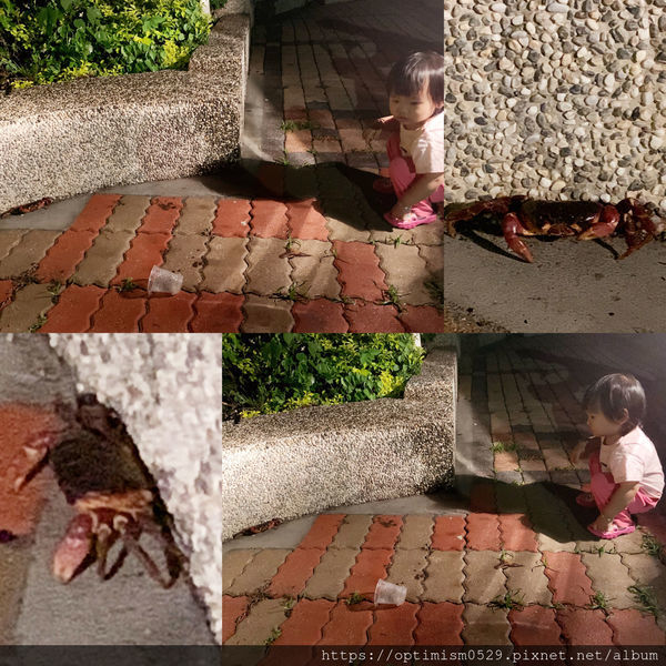 《屏東-琉球》尋覓海龜蹤跡，瞭解小琉球生態，夜探陸蟹、棋盤腳，找在地專業的-「小琉球番仔厝民宿」