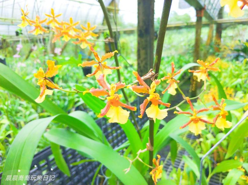 文心蘭金黃隧道,金雙甡花卉農場 文心蘭金黃隧道,金雙甡花卉農場