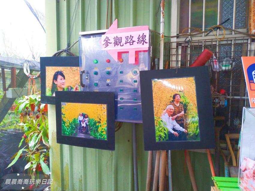 文心蘭金黃隧道,金雙甡花卉農場 文心蘭金黃隧道,金雙甡花卉農場