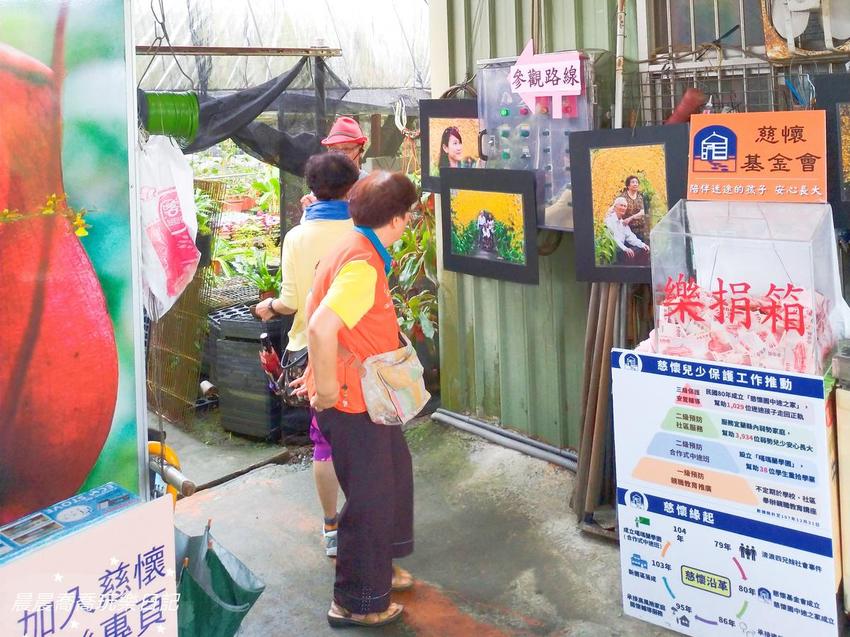 文心蘭金黃隧道,金雙甡花卉農場 文心蘭金黃隧道,金雙甡花卉農場