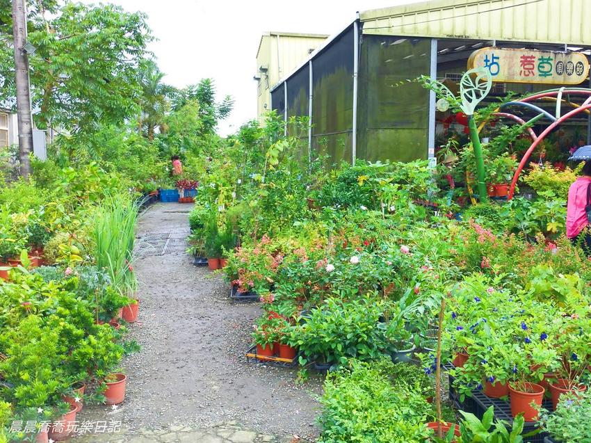 文心蘭金黃隧道,金雙甡花卉農場 文心蘭金黃隧道,金雙甡花卉農場