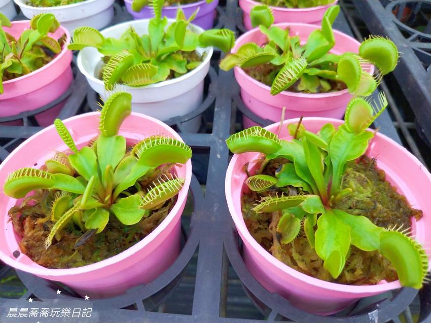 文心蘭金黃隧道,金雙甡花卉農場 文心蘭金黃隧道,金雙甡花卉農場