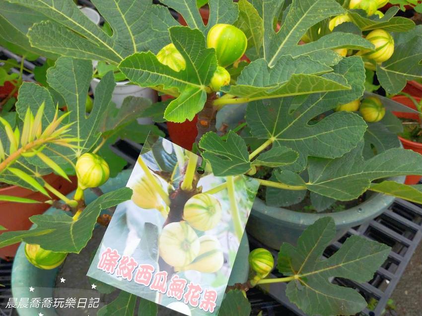 文心蘭金黃隧道,金雙甡花卉農場 文心蘭金黃隧道,金雙甡花卉農場