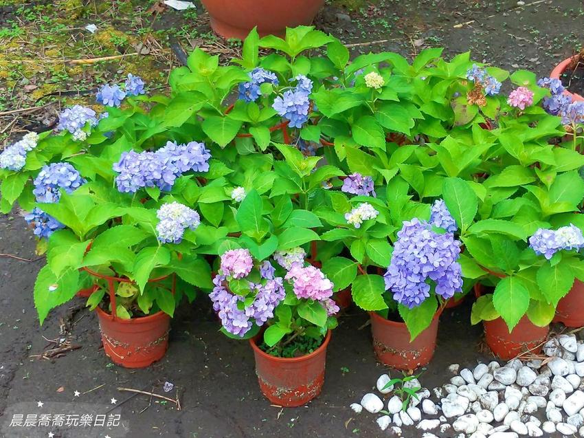 文心蘭金黃隧道,金雙甡花卉農場 文心蘭金黃隧道,金雙甡花卉農場