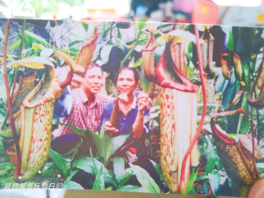 文心蘭金黃隧道,金雙甡花卉農場 文心蘭金黃隧道,金雙甡花卉農場