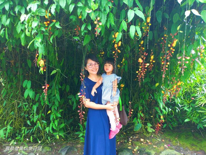 文心蘭金黃隧道,金雙甡花卉農場 文心蘭金黃隧道,金雙甡花卉農場