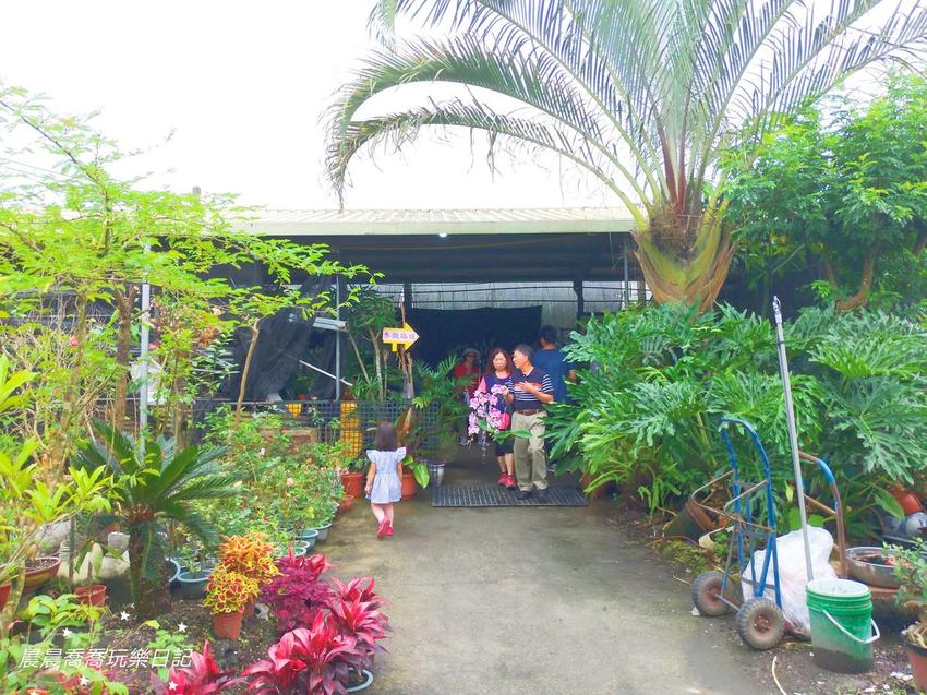 文心蘭金黃隧道,金雙甡花卉農場 文心蘭金黃隧道,金雙甡花卉農場