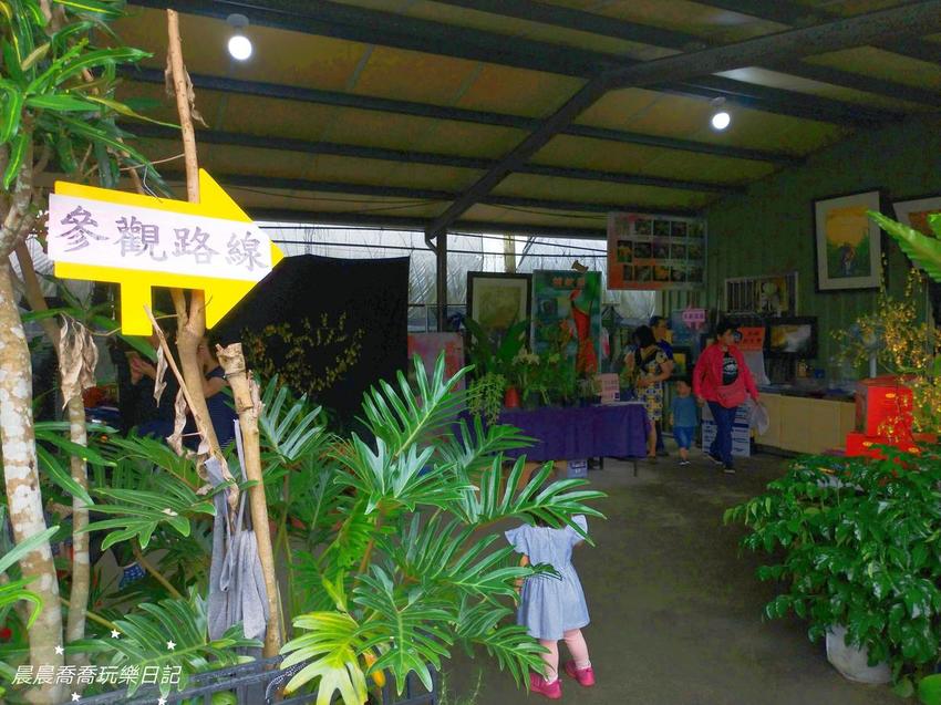 文心蘭金黃隧道,金雙甡花卉農場 文心蘭金黃隧道,金雙甡花卉農場