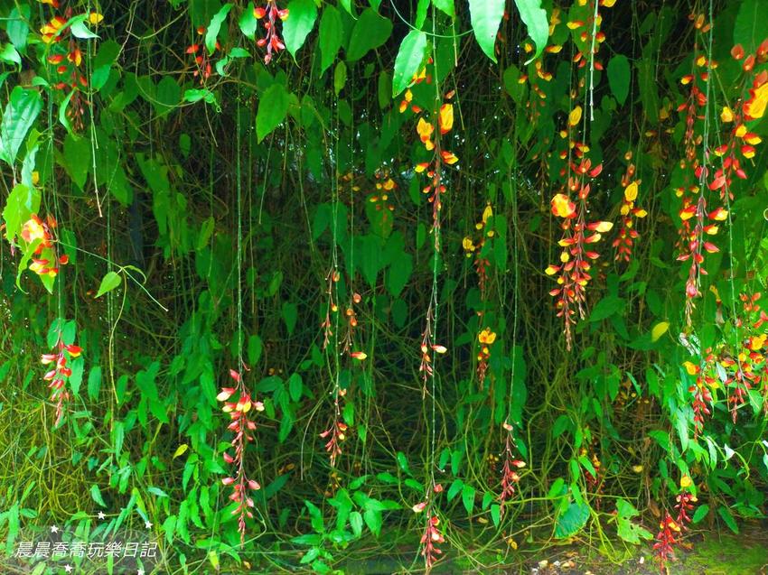 文心蘭金黃隧道,金雙甡花卉農場 文心蘭金黃隧道,金雙甡花卉農場