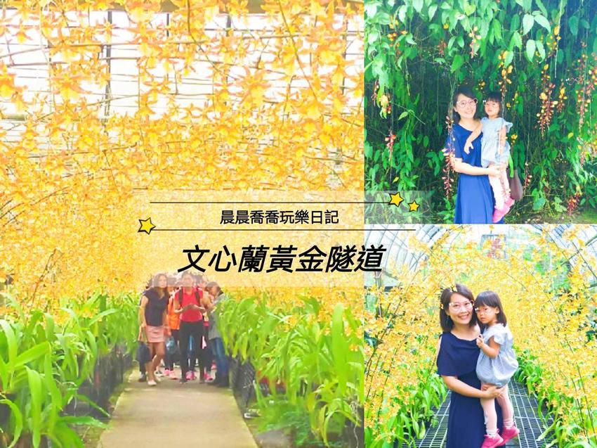 文心蘭金黃隧道,金雙甡花卉農場 文心蘭金黃隧道,金雙甡花卉農場