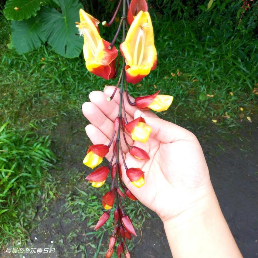 文心蘭金黃隧道,金雙甡花卉農場 文心蘭金黃隧道,金雙甡花卉農場