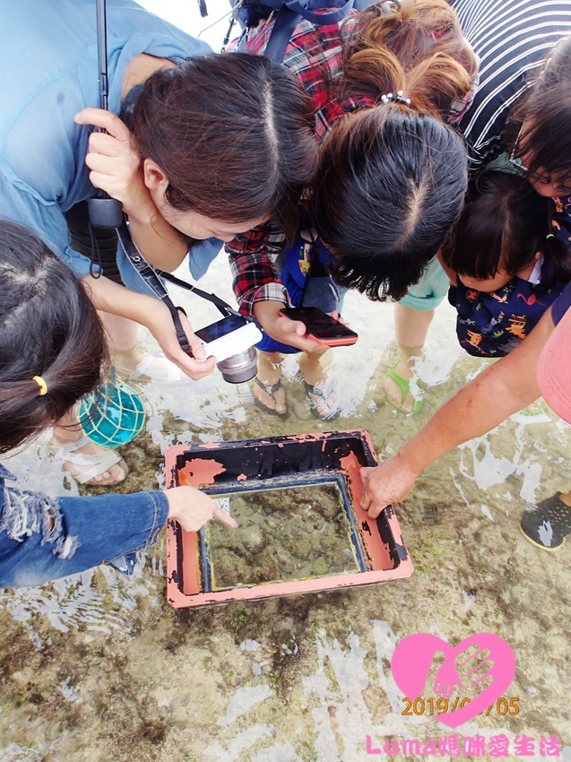 潮間帶活動3.JPG