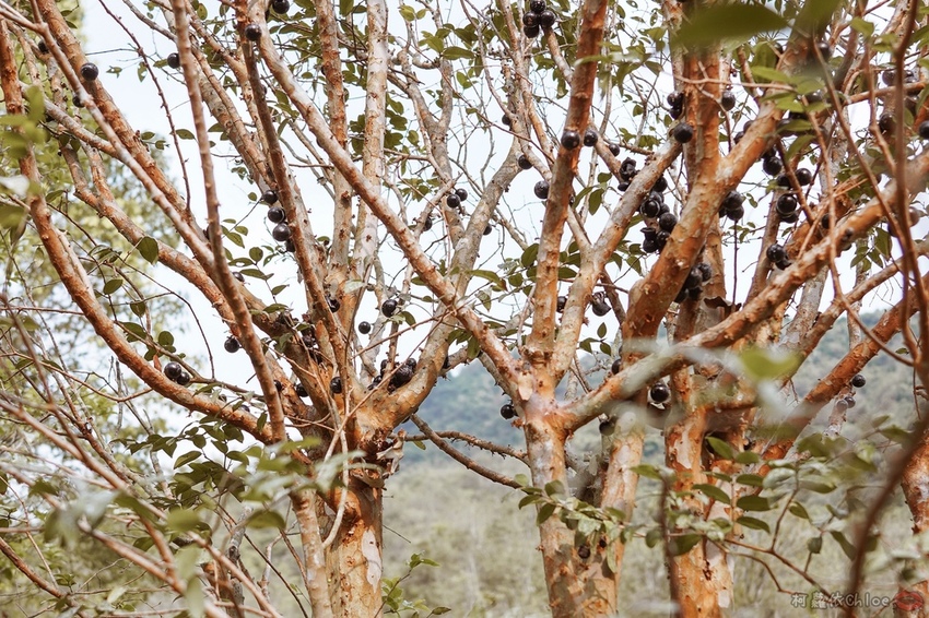 高雄美濃住宿 蝶舞澗Glamping 豪華親子帳篷住宿2天1夜 一泊三食 探訪美濃秘境 客家庄桃花源20.jpg