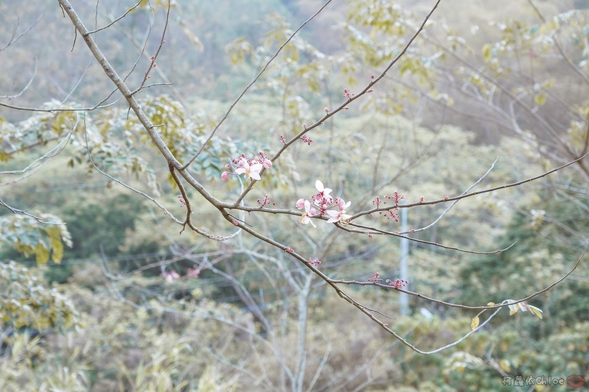 高雄美濃住宿 蝶舞澗Glamping 豪華親子帳篷住宿2天1夜 一泊三食 探訪美濃秘境 客家庄桃花源77.jpg