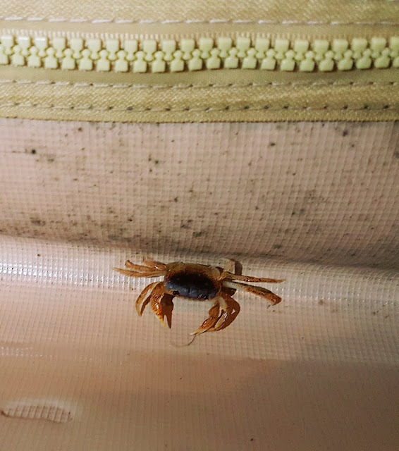 Stay|高雄美濃|蝶舞澗/蟬說:瀰蝶源記-輕裝入住美濃秘境,輕鬆享受蝶舞花香、客家莊桃花源及在地創意美食