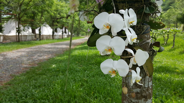 Stay|高雄美濃|蝶舞澗/蟬說:瀰蝶源記-輕裝入住美濃秘境,輕鬆享受蝶舞花香、客家莊桃花源及在地創意美食