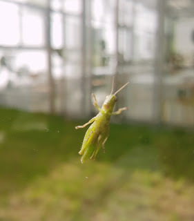 Stay|高雄美濃|蝶舞澗/蟬說:瀰蝶源記-輕裝入住美濃秘境,輕鬆享受蝶舞花香、客家莊桃花源及在地創意美食