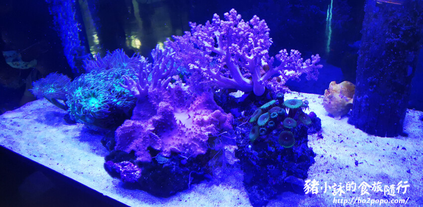 屏東。長治》農業生物科技園區觀賞水族展示廳。觀賞魚集大成