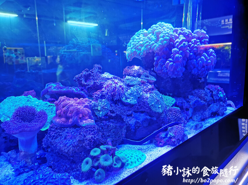 屏東。長治》農業生物科技園區觀賞水族展示廳。觀賞魚集大成