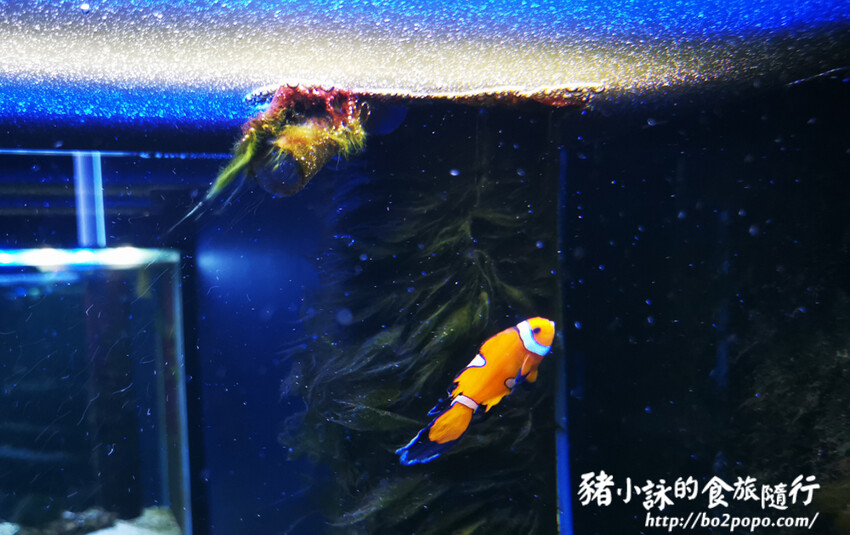 屏東。長治》農業生物科技園區觀賞水族展示廳。觀賞魚集大成