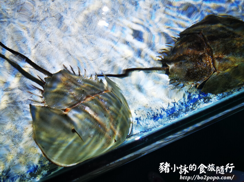 屏東。長治》農業生物科技園區觀賞水族展示廳。觀賞魚集大成