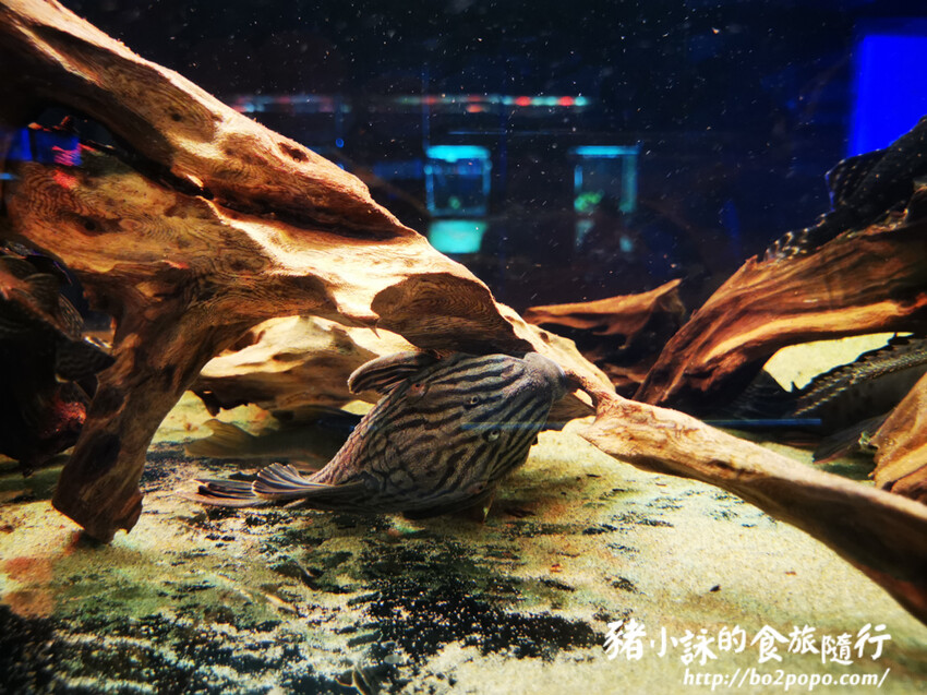 屏東。長治》農業生物科技園區觀賞水族展示廳。觀賞魚集大成